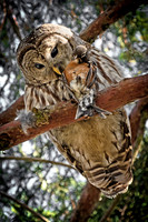 Barred Owl Having Robin for Lunch