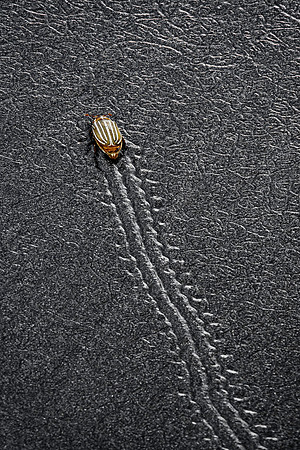 Beetle Making Tracks