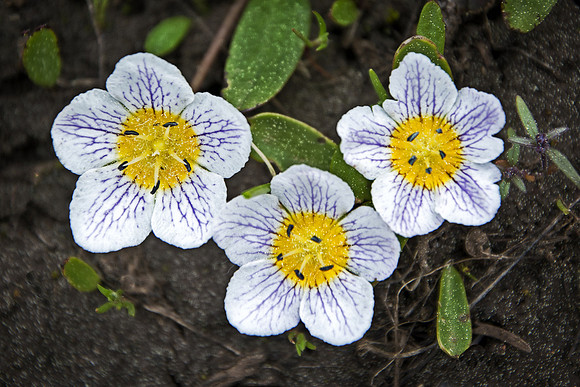 Three Meadowfoam Flowers
