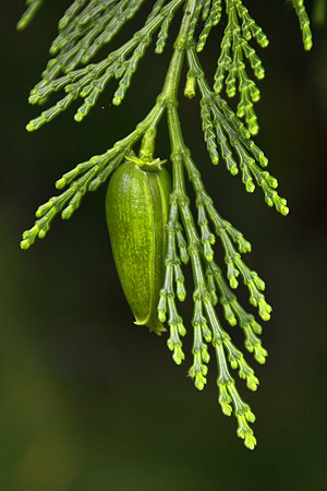 Incense Cedar Cone