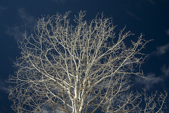 Aspen in March