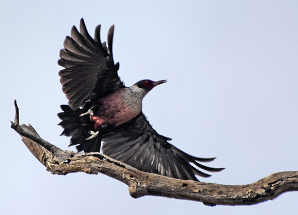 Lewis's Woodpecker
