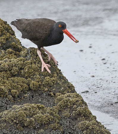 Black Oystercatcher Gets a Grip