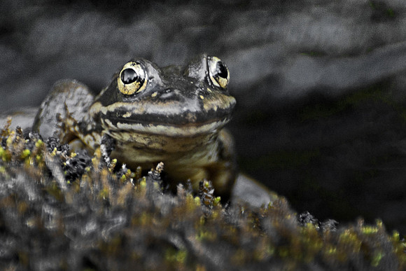 Bug Eyes Toad