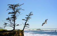 Coast