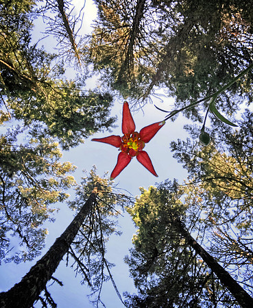 Columbine From Below