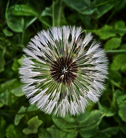 Dandelion