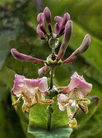 Honeysuckle After Rain