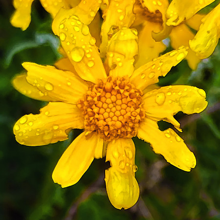 Oregon Sunshine After Rain
