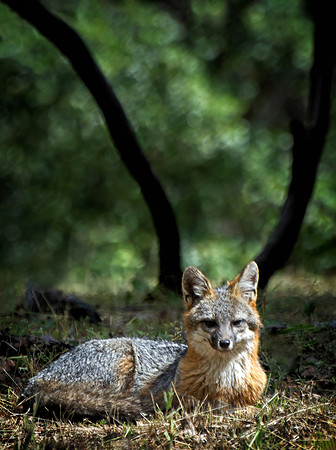 Fox Relaxing