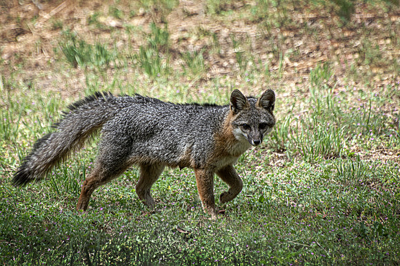 Fox on the Prowl