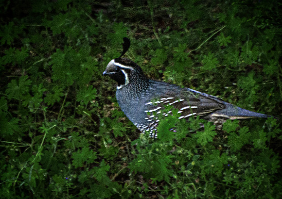 California Quail