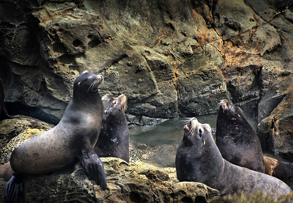 Sea Lion Meeting