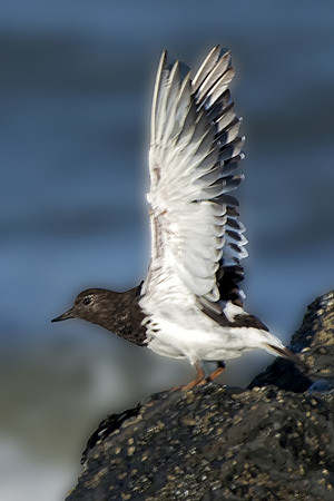 Black Turnstone