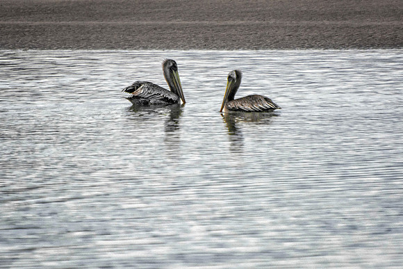 Pelican Pair