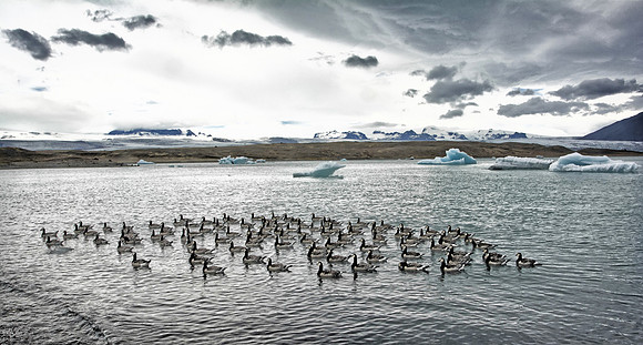 Barnacle Geese