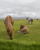 Icelandic Horses