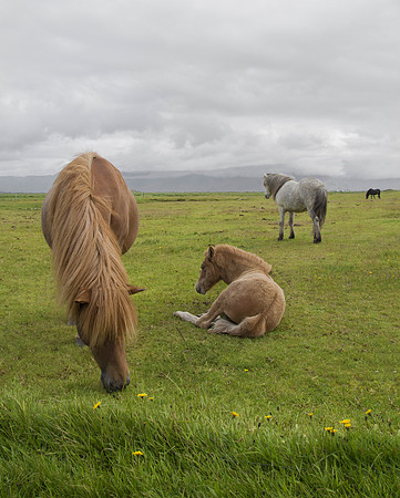 Icelandic Horses