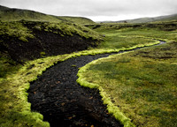 Icelandic Moss