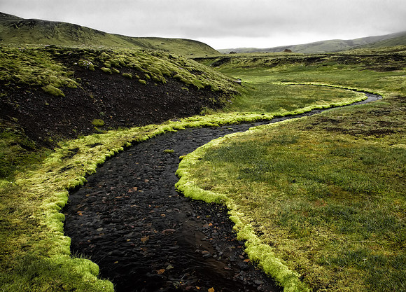 Icelandic Moss