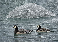 Ice Cold Barnacle Geese