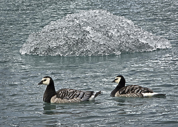 Ice Cold Barnacle Geese