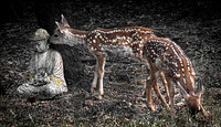 Fawns and Buddha