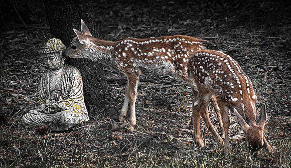 Fawns and Buddha
