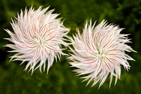 Western Pasqueflowers