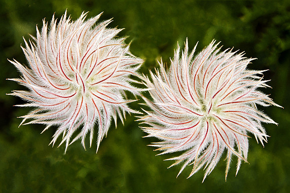 Western Pasqueflowers