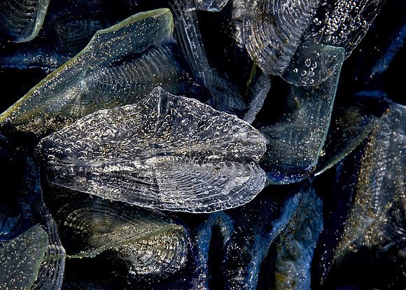 Velella