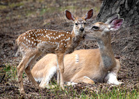 Doe with Fawn