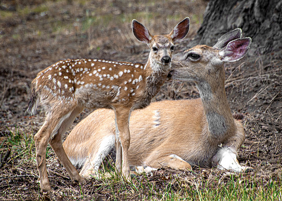 Doe with Fawn