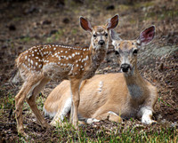 Fawn and Doe portrait