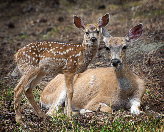 Fawn and Doe portrait