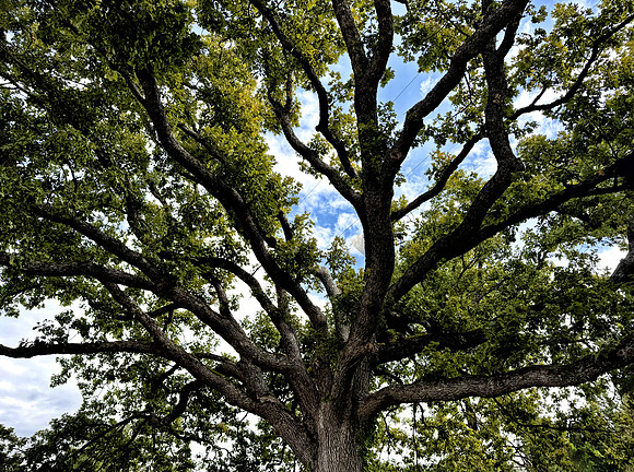 Oak Tree