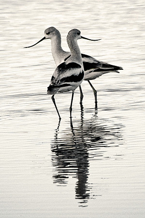 Dance of the Avocets