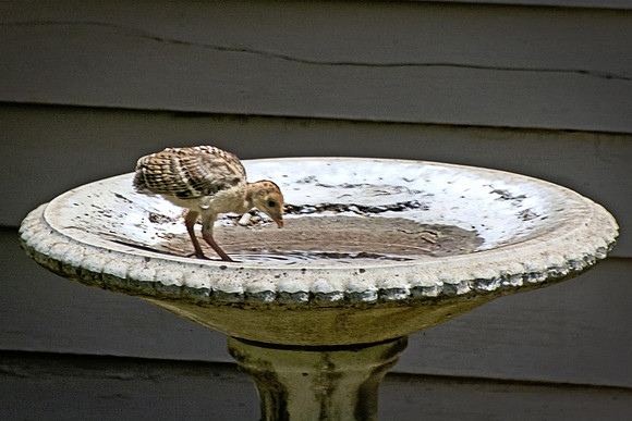 Baby Wild Turkey Gets a Drink