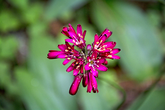 Red Clintonia