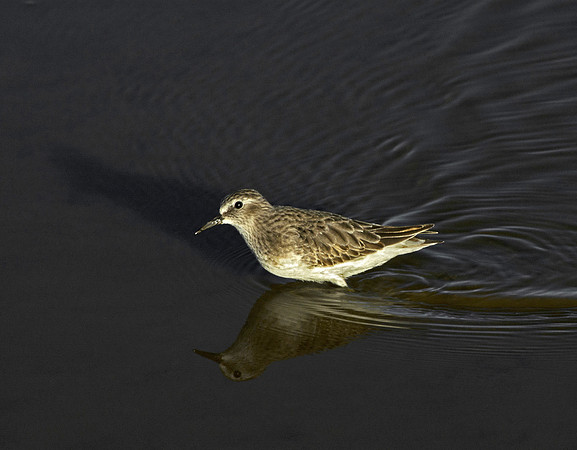 Plover at Sunset