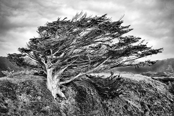 Monterey Cypress