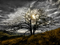 Winter Sun