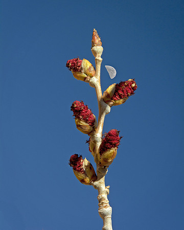 Cottonwood Buds and Half Moon