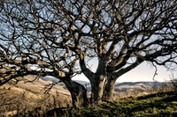 Oaks on Pompadour Bluff