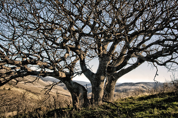 Oaks on Pompadour Bluff