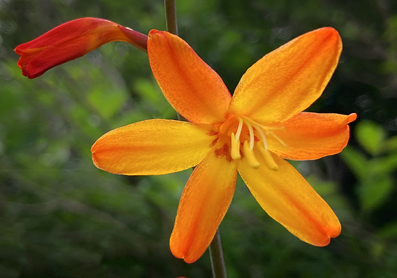 Montbretia