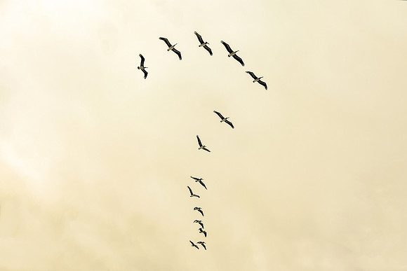 Pelican Question Mark