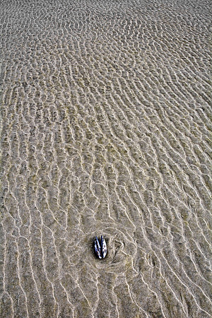 Mussel at Low Tide