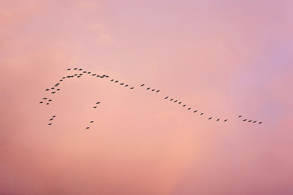 Geese Over Crater Lake