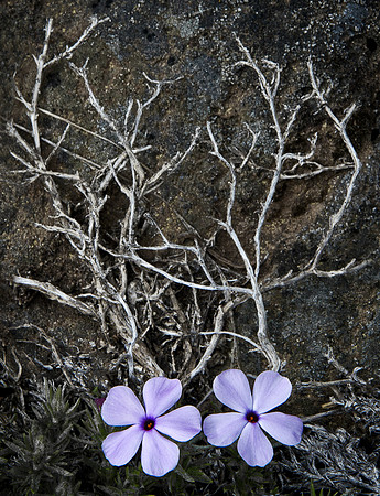 Phlox Pair